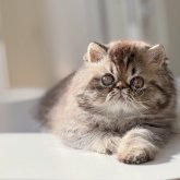 エキゾチックショートヘア