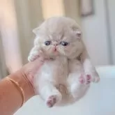 エキゾチックショートヘア