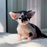 デボンレックス【神奈川県・男の子・2025年7月11日・ブラック&ホワイト】の写真13