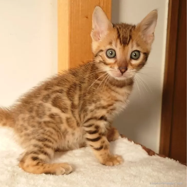 ID：2402-02358の子猫