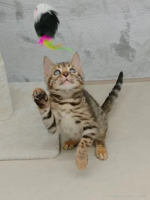 ID：2109-02742の子猫