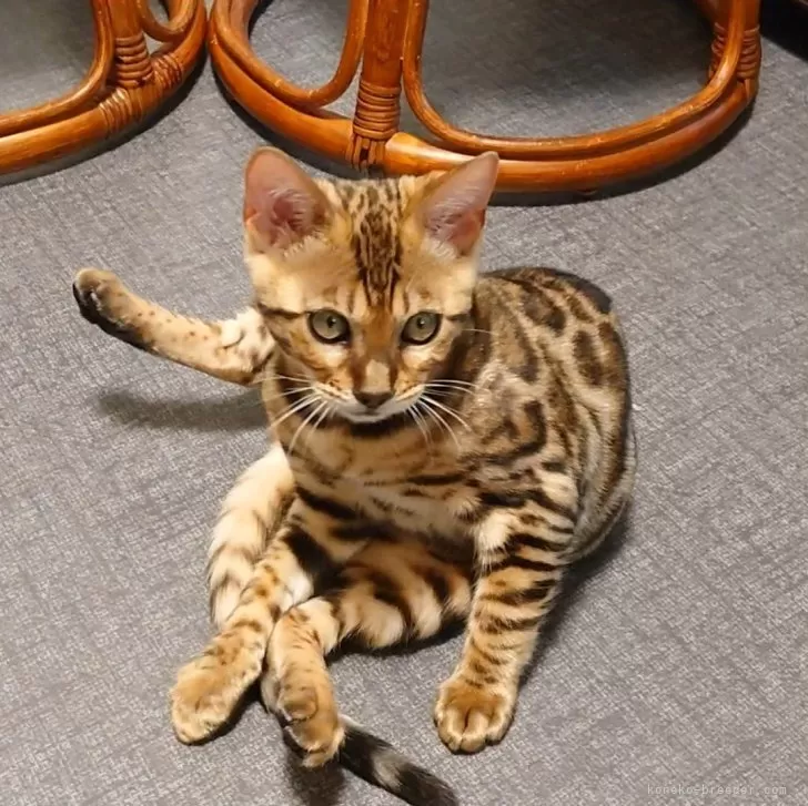 ID：2404-02212の子猫