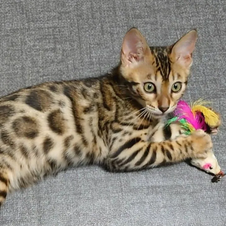 ID:2310-00502の子猫