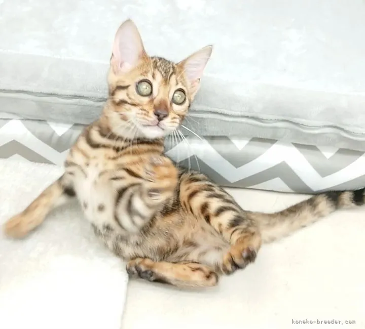ID:2109-02736の子猫