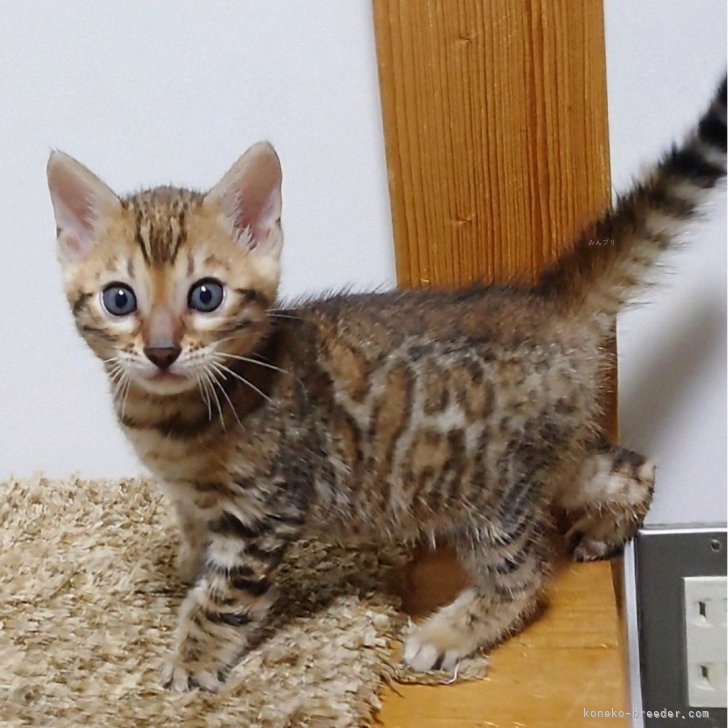 kay 様のお迎えした子猫