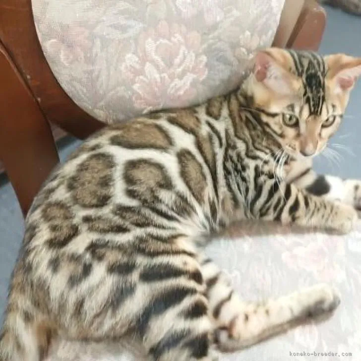 ID：2205-01347の子猫