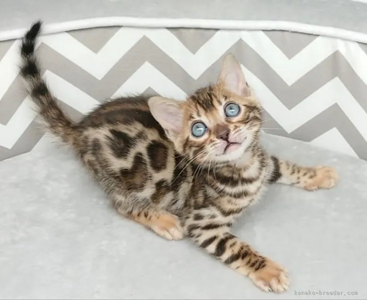 ID：2201-00243の子猫