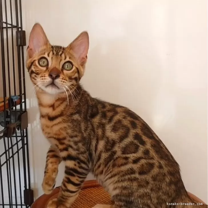 ID:2404-02189の子猫