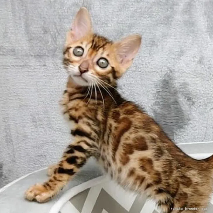 Ｍ 様のお迎えした子猫