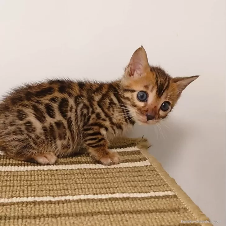 ID：2406-00417の子猫