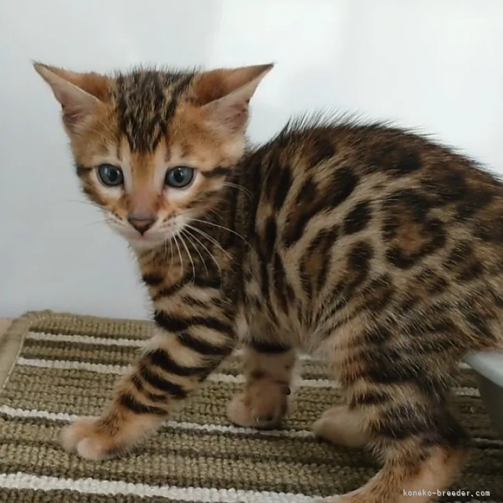 ID：2310-00488の子猫