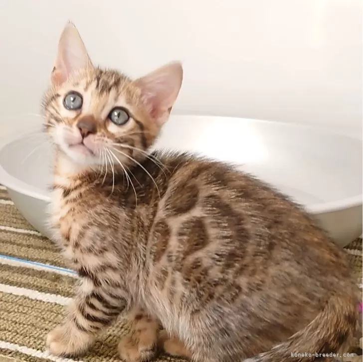 ID:2402-02382の子猫