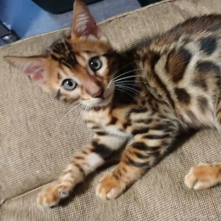 ID：2208-00969の子猫