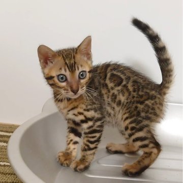 ベンガル【千葉県・男の子・2024年7月29日・ブラウンスポッテドタビー(ロゼット)】の写真「とても懐いています🎶」