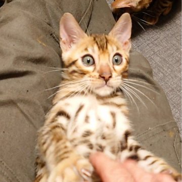 ベンガル【千葉県・男の子・2024年7月30日・ブラウンスポッテドタビー(ロゼット)】の写真「とても懐いています🎶動画参照😸」