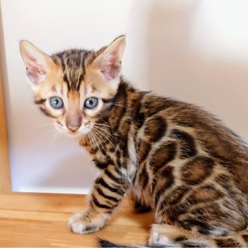ベンガル【千葉県・男の子・2024年8月13日・ブラウンスポッテドタビー(ロゼット)】の写真「とても懐いています🎵」