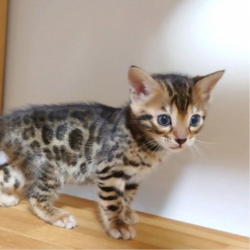 ベンガル【千葉県・女の子・2024年10月21日・ブラウンスポッテドタビー(ロゼット)】の写真「元気いっぱいです🎶」