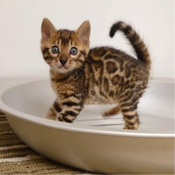 ベンガル【千葉県・男の子・2024年7月30日・ブラウンスポッテドタビー(ロゼット)】の写真「とても懐いています🎶動画参照😸」