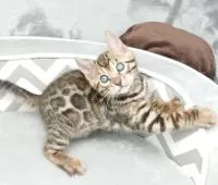 ベンガル【千葉県・男の子・2021年11月15日・ブラウンスポテッドタビー(ロゼット)】の写真1「1/5撮影」