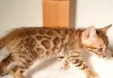 ベンガル【千葉県・男の子・2024年1月14日・ブラウンスポッテドタビー(ロゼット)】の写真2