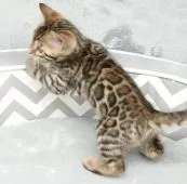 ベンガル【千葉県・男の子・2021年11月15日・ブラウンスポテッドタビー(ロゼット)】の写真3「1/5撮影」