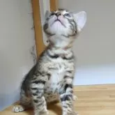 ベンガル【千葉県・男の子・2024年10月21日・ブラウンスポッテドタビー(ロゼット)】の写真3