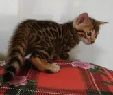 ベンガル【千葉県・男の子・2023年8月24日・ブラウンスポッテドタビー(ロゼット)】の写真3「10月6日撮影」