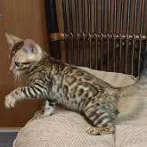 ベンガル【千葉県・女の子・2022年10月26日・ブラウンスポッテドタビー(ロゼット)】の写真3