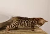 ベンガル【千葉県・男の子・2024年4月24日・ブラウンスポッテドタビー(ロゼット)】の写真4