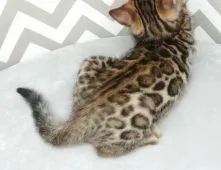 ベンガル【千葉県・男の子・2021年11月15日・ブラウンスポテッドタビー(ロゼット)】の写真4「1/5撮影」