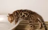 ベンガル【千葉県・男の子・2024年4月24日・ブラウンスポッテドタビー(ロゼット)】の写真5