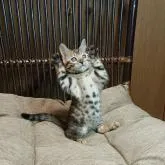 ベンガル【千葉県・女の子・2022年10月26日・ブラウンスポッテドタビー(ロゼット)】の写真5