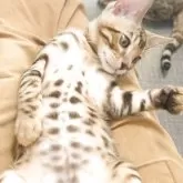 ベンガル【千葉県・男の子・2025年8月17日・ブラウンスポッテドタビー(ロゼット)】の写真10