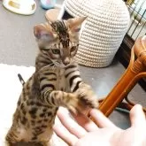 ベンガル【千葉県・男の子・2025年8月17日・ブラウンスポッテドタビー(ロゼット)】の写真3