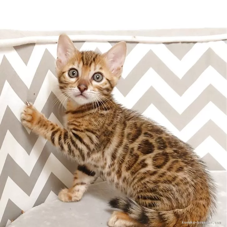 ID：2509-01494の子猫