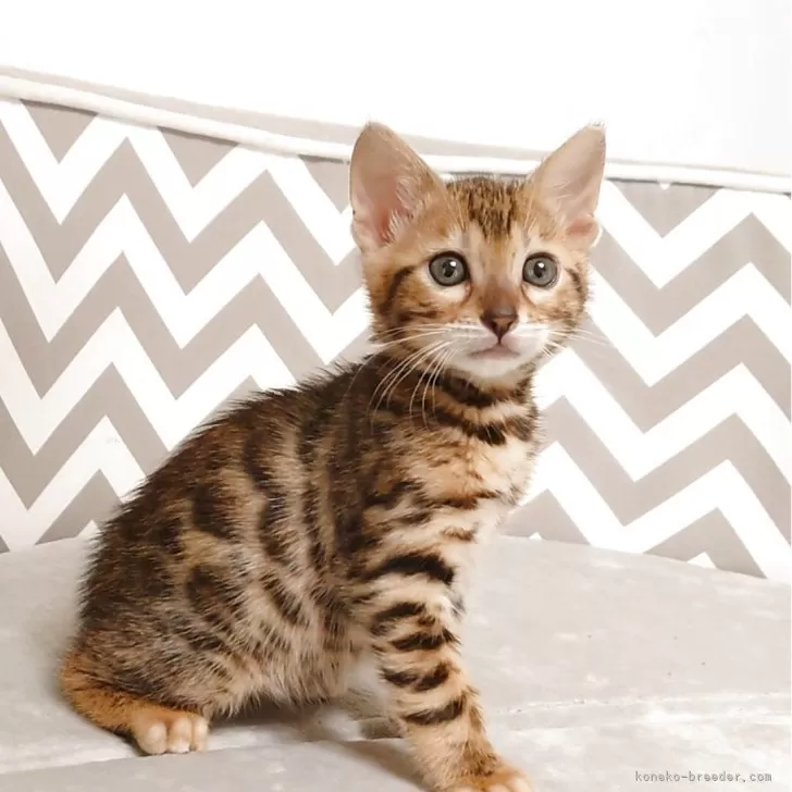 こちゃら 様のお迎えした子猫