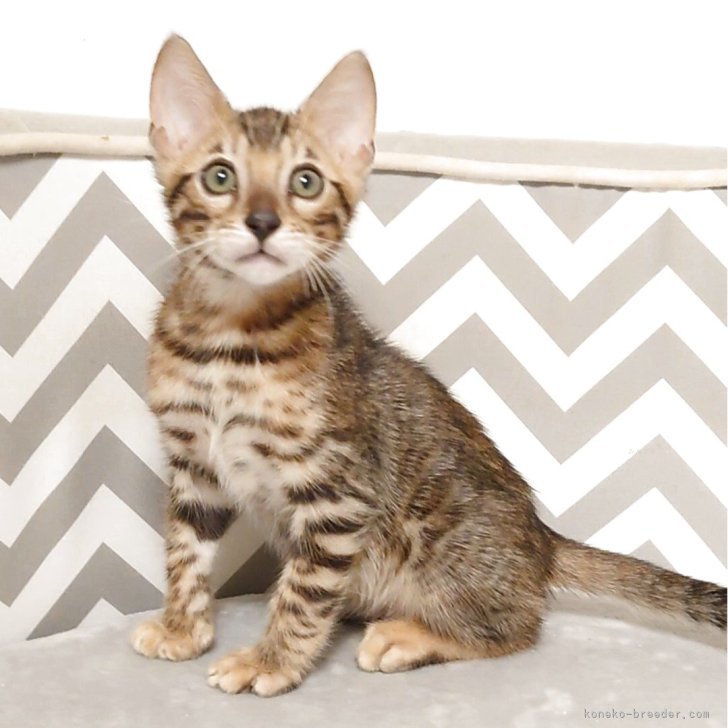 ブリーダー画像