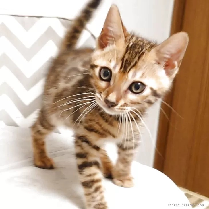 ID：2508-02055の子猫