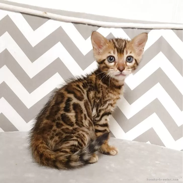 ID：2508-00695の子猫