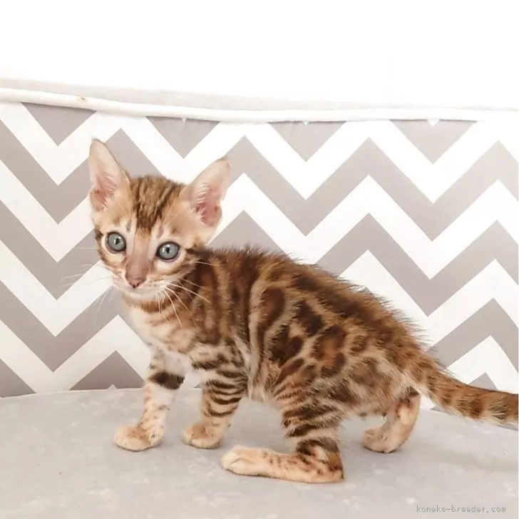 ID:2508-00674の子猫