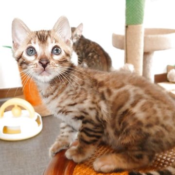 ベンガル【千葉県・男の子・2025年9月4日・ブラウンスポッテドタビー(ロゼット)】の写真「とても懐いています🎶動画参照(=^・^=)」