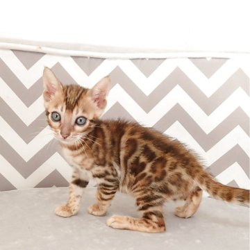 ベンガル【千葉県・女の子・2025年6月26日・ブラウンスポッテドタビー(ロゼット)】の写真「とても懐いています🎵動画参照」