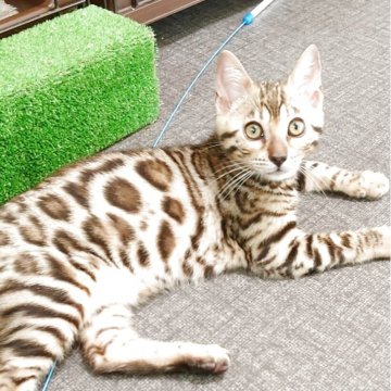 ベンガル【千葉県・女の子・2025年3月16日・ブラウンスポッテドタビー(ロゼット)】の写真「とても懐いています🎵動画参照🐾」