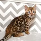 ベンガル