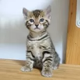 ベンガル【千葉県・女の子・2025年2月3日・ブラウンスポッテドタビー(ロゼット)】の写真1