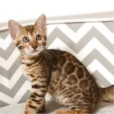 ベンガル