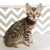 ベンガル【千葉県・男の子・2025年8月17日・ブラウンスポッテドタビー(ロゼット)】の写真9