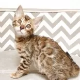 ベンガル【千葉県・男の子・2025年8月17日・ブラウンスポッテドタビー(ロゼット)】の写真13