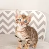 ベンガル【千葉県・女の子・2025年6月26日・ブラウンスポッテドタビー(ロゼット)】の写真6