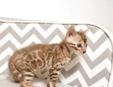 ベンガル【千葉県・男の子・2025年9月4日・ブラウンスポッテドタビー(ロゼット)】の写真14